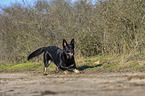 German Shepherd