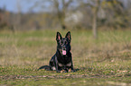 lying German Shepherd