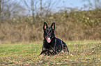 lying German Shepherd