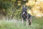 standing German Shepherd Dog