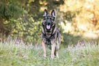 standing German Shepherd Dog