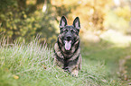 lying German Shepherd Dog