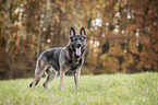 standing German Shepherd Dog