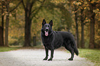 standing German Shepherd Dog