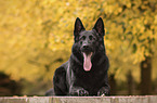 lying German Shepherd Dog