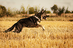 running German Shepherd Dog