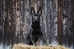sitting German Shepherd Dog