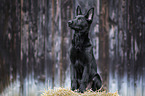 sitting German Shepherd Dog
