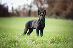 standing German Shepherd Dog