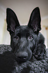 lying German Shepherd Dog