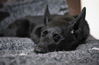 lying German Shepherd Dog