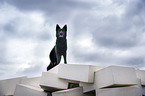 standing German Shepherd Dog
