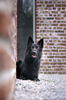 lying German Shepherd Dog