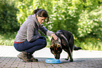 young woman feeds GDR Shepherd