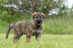 standing GDR Shepherd Puppy