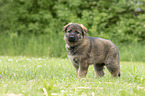 standing GDR Shepherd Puppy