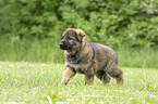 walking GDR Shepherd Puppy