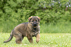 walking GDR Shepherd Puppy