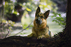 German Shepherd Dog
