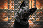 German Shepherd Dog portrait