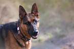 German Shepherd Portrait