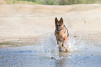 running German Shepherd
