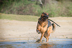 playing German Shepherd