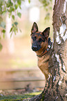 German Shepherd Portrait