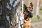 German Shepherd Portrait