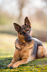 lying German Shepherd