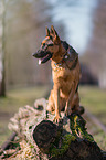 sitting German Shepherd