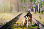German Shepherd