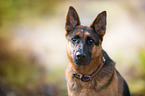 German Shepherd Portrait