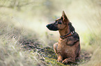 lying German Shepherd