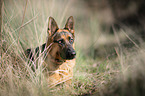 lying German Shepherd