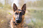 German Shepherd Portrait