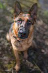 sitting German Shepherd