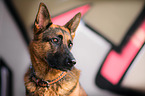 German Shepherd Portrait