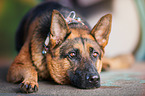 lying German Shepherd