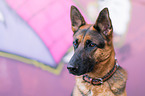German Shepherd Portrait