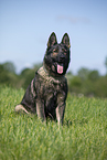 sitting GDR Shepherd