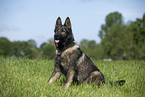 sitting GDR Shepherd