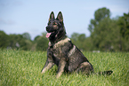 sitting GDR Shepherd