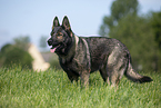 GDR Shepherd
