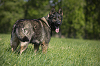 GDR Shepherd