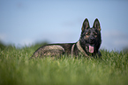 lying GDR Shepherd
