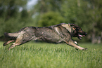 running GDR Shepherd