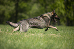 running GDR Shepherd