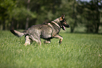 running GDR Shepherd