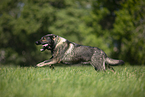 running GDR Shepherd